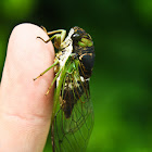 Annual Cicada