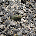 Metallic borer beetle