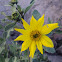 Bush Sunflower