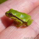 Baby Mountain Tree Frog