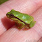 Baby Mountain Tree Frog