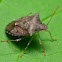 Spined Soldier Bug
