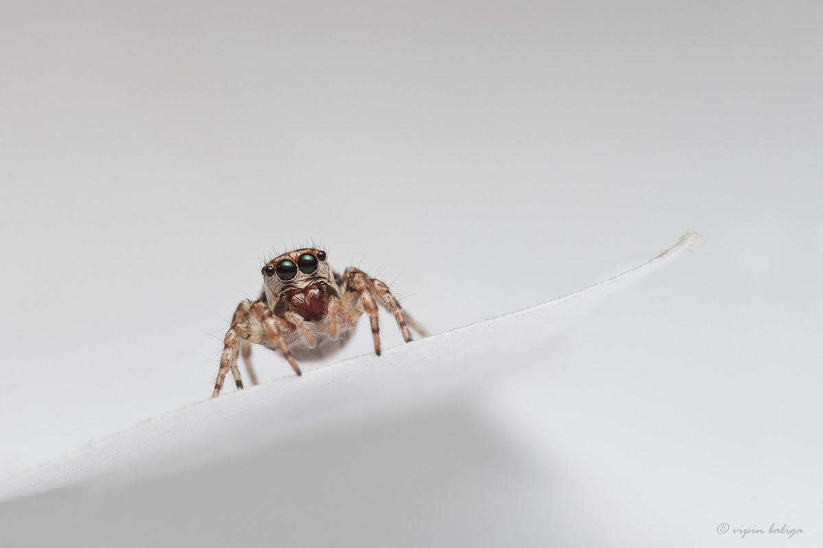Jumping Spider for ID