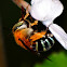Blue-banded Bee
