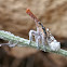 Malagasy Lantern Bug Nymph