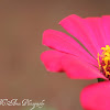 Zinnia