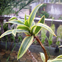 Song of India Plant, Pleomele Plant