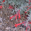 Calistoga California Fuchsia