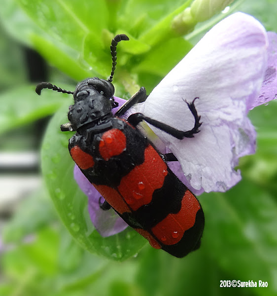 Blister Beetle Project Noah