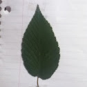 Ironwood tree leaf