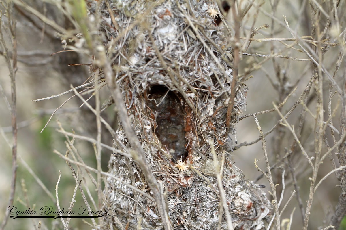 Bushtit nest