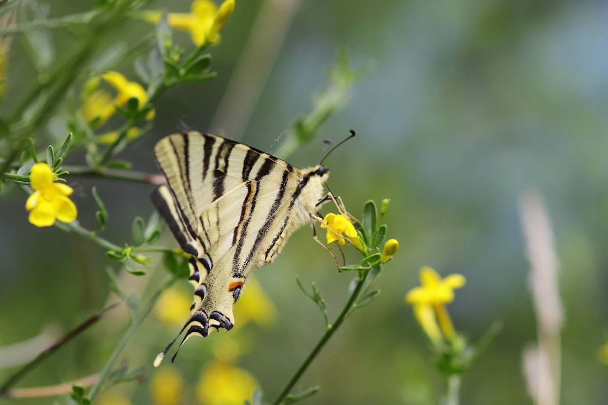 Scarce Swallowtail