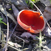 Scarlet elf cup