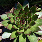 Succulent (common name not known)