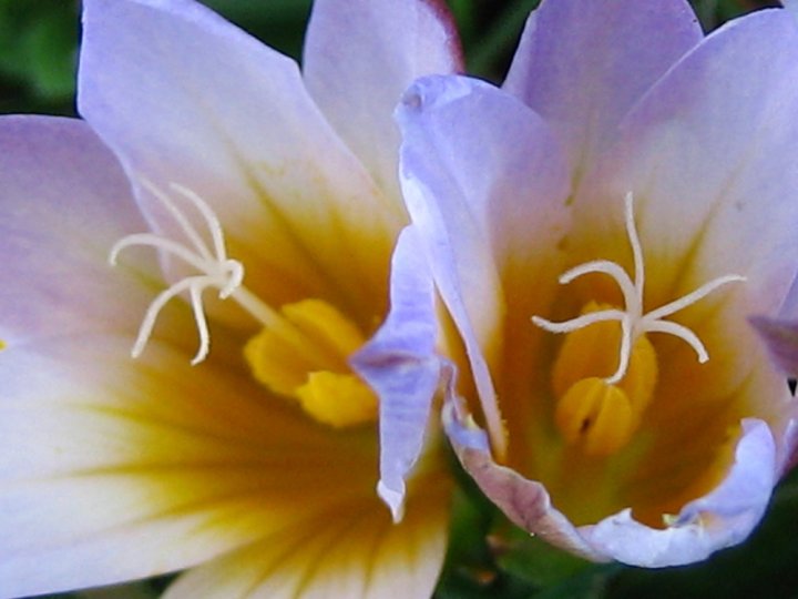 Wild crocus...