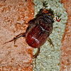Earth-boring scarab beetle