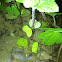 Cuban tree frog (tadpoles)
