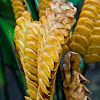 Rattlesnake Plant