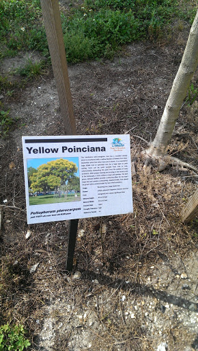Yellow Poinciana Placard 
