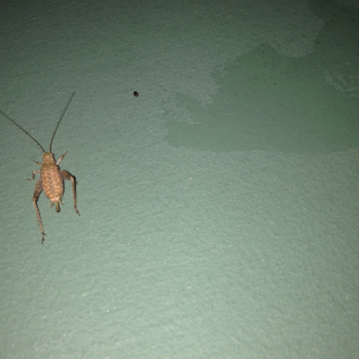 Jumping Bush Cricket (nymph of female)
