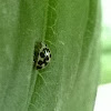 Twenty-Spotted Lady Beetle