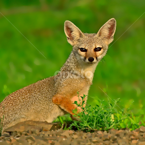 Indian Fox by Vishal Dave - Animals Other