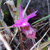 Calypso Orchid or Fairy Slipper