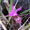 Calypso Orchid or Fairy Slipper