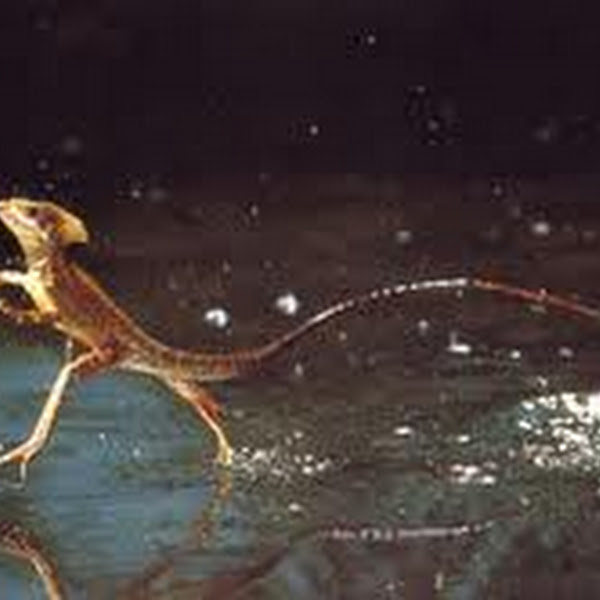 Amphibian/reptile challenge | Project Noah