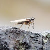 Pointed Wing Fly