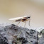 Pointed Wing Fly