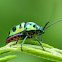 Green Jewel Bug