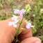 Texas Toadflax