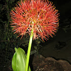 blood lily