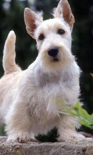 免費下載個人化APP|West Highland Terriers app開箱文|APP開箱王
