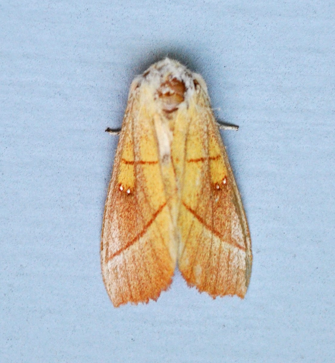 White-Dotted Prominent Moth
