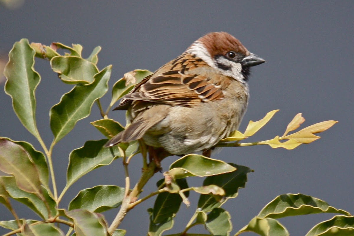 Eurasian tree sparrow