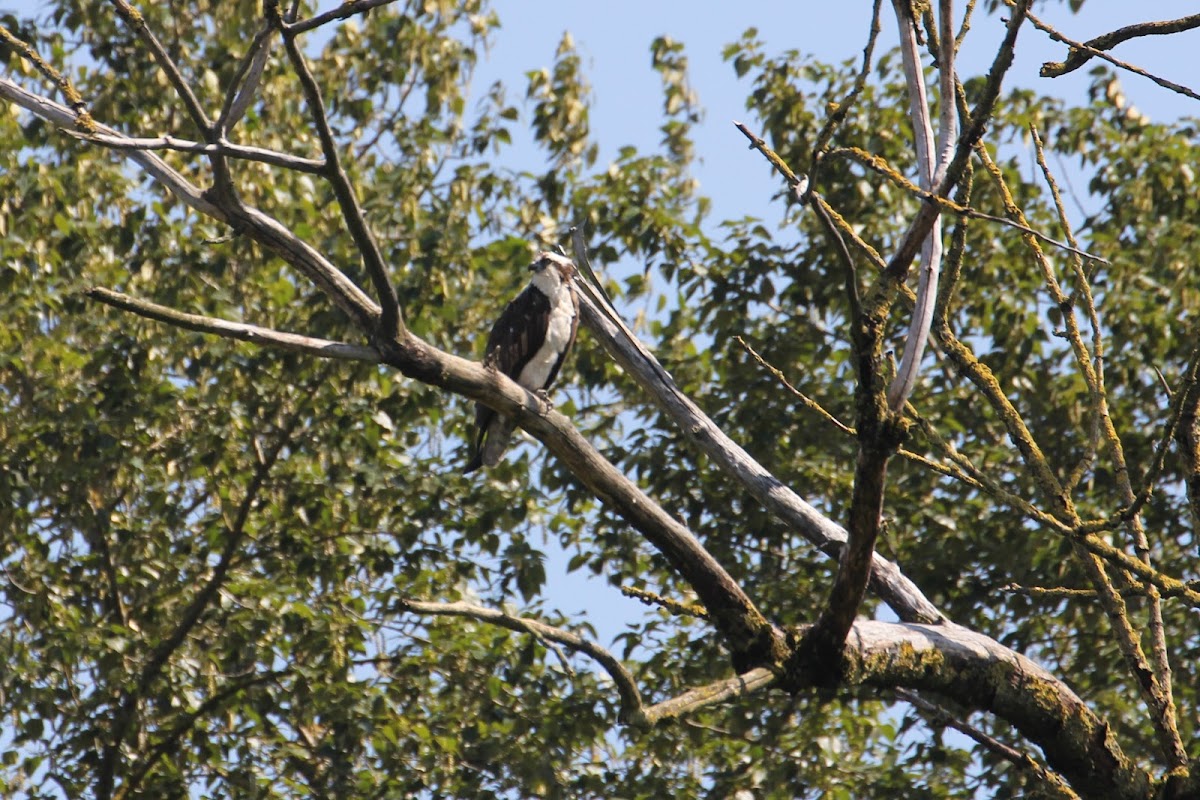 Osprey and nest