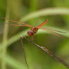 Ruby Meadowhawk Dragonfly