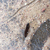 soldier beetle larva / Weichkäferlarve