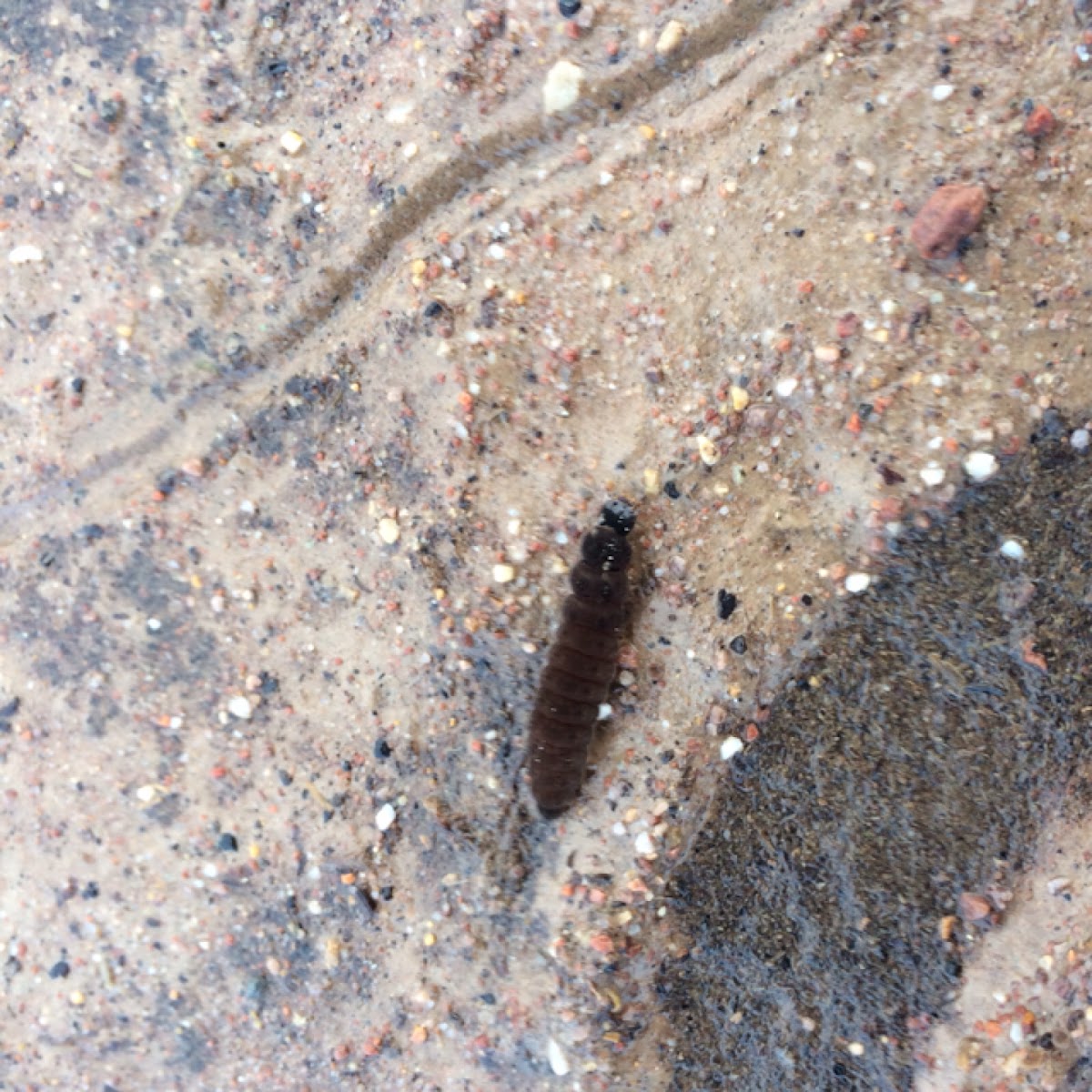 soldier beetle larva / Weichkäferlarve