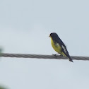 Lesser finch, chimchimbacal, dominico