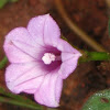 miniature Morning Glory