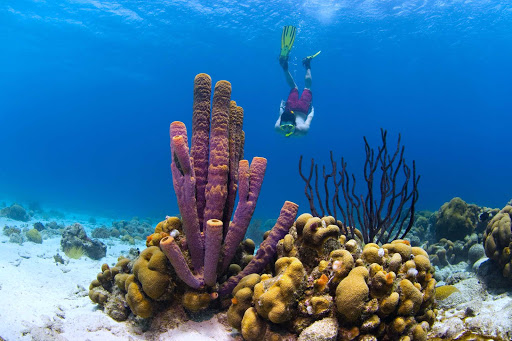 Curacao has some of the best coral reefs for snorkeling and scuba diving in the Caribbean.