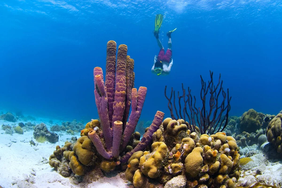 Curacao-snorkeling-2 - Curacao has some of the best coral reefs for snorkeling and scuba diving in the Caribbean.