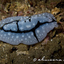 Shireen's Phyllidiopsis Nudibranch