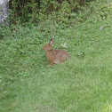 Eastern cottontail