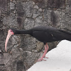 Whispering or Bare-faced Ibis