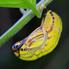 Snake head cocoon