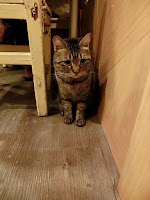 日光貓SunbeamCat (已歇業)